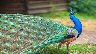 Beautifull Peafowl [upl. by Ennaylloh]