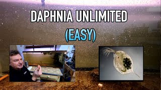 How I Raise Daphnia Water Fleas And You Can Too [upl. by Yrojram]