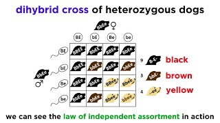 Beyond Mendelian Genetics Complex Patterns of Inheritance [upl. by Agueda]