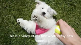 11 week old Coton De Tulear Puppy  First week at home [upl. by Bugbee]