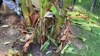 Banana Plant Winterizing from cold weather [upl. by Eidoc]