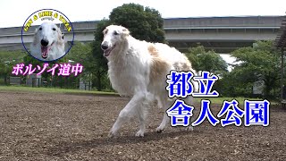 大型犬 ボルゾイ・都立舎人公園 ドッグラン [upl. by Ecirtram]