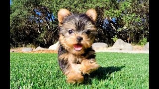 Eve the TEACUP Yorkshire Terrier Puppy for Sale Los Angeles [upl. by Kifar908]