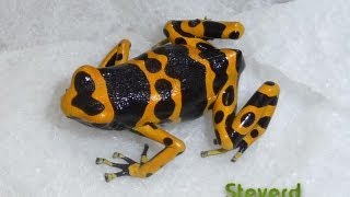 Poison Dart Frog Room 102012 [upl. by Red338]