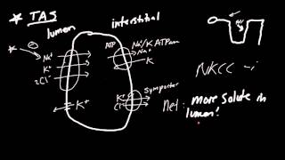 Loop Diuretics Made Simple [upl. by Marchelle]