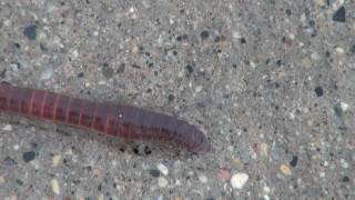 Earthworm Lumbricus Locomotion [upl. by Dworman]