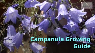 Campanula Gardening Guide [upl. by Seedman]