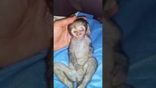 Razor wire death for baby monkey [upl. by Elyagiba]