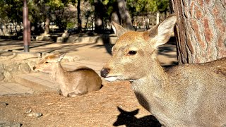 Japan  Nara Park Walking Tour • 4K HDR [upl. by Houser]