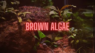 AQUARIUM ALGAE GUIDE Ep 2 Brown Algae  Diatoms [upl. by Plath810]