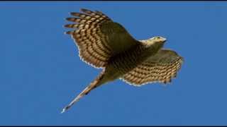 Sparrowhawk Bird Call Bird Song [upl. by Brien]