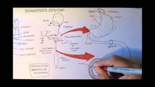 Digestive System Anatomy [upl. by Coussoule]