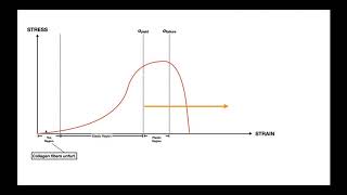 The StressStrain Curve EXPLAINED for Ligaments amp Tendons [upl. by Attenwahs]