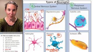 Nervous sytem 8 Glial cells [upl. by Floss292]