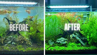 HOW TO HAVE AN ALGAE FREE AQUARIUM [upl. by Cyril864]