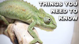 Watch This BEFORE Getting A Pet Chameleon [upl. by Adihsaar489]