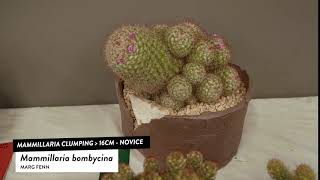 Cactus Identification Mammillaria bombycina [upl. by Rise]