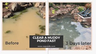 Clear up a muddy pond fast [upl. by Shuman]