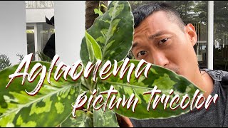 Aglaonema pictum tricolor care and propagation [upl. by New]