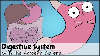 Digestive System [upl. by Ena447]