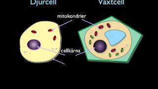 Djur amp växtcellen [upl. by Reisman783]