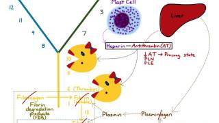 AntiCoagulation amp Fibrinolysis [upl. by Ardnaek]