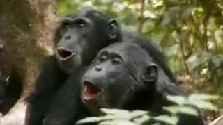 Chimps vs Red Colobus Monkeys  BBC Studios [upl. by Hali]