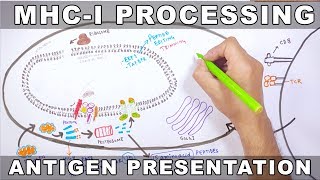 MHCI Processing  Antigen Processing and Presentation [upl. by Reidid]