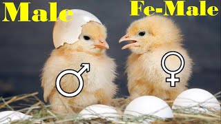 How to Identify Male and Female Chicks [upl. by Shugart]