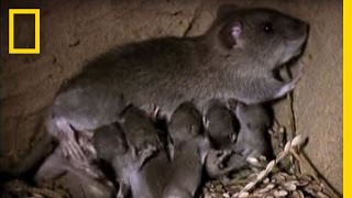 Momma Rat 15000 Babies a Year  National Geographic [upl. by Janeta]