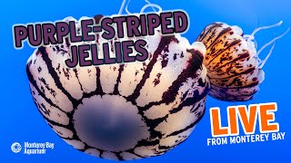 Time For The PurpleStriped Jellies To Shine  Live From Monterey Bay [upl. by Upshaw310]