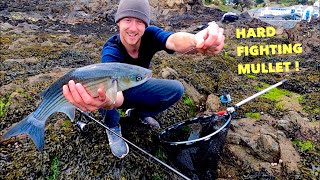 MULLET FISHING  Hard Fighting Fish  How To Catch Mullet [upl. by Bendix544]