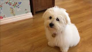 Training a Coton de Tulear Puppy [upl. by Eilyr]