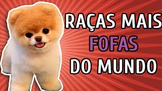 10 RAÇAS DE CACHORRO MAIS FOFAS DO MUNDO [upl. by Animlehliw647]