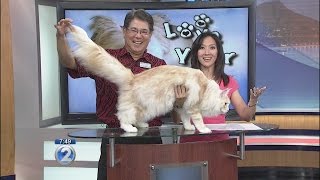 Love Your Pet Maine Coon Cats [upl. by Sulokcin]