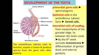 Development of gonads [upl. by Kirrad]