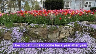 How to get tulips to come back year after year [upl. by Drofxer]