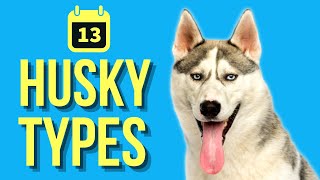 13 Types Of Huskies  Husky Evolution [upl. by Odnumyer]