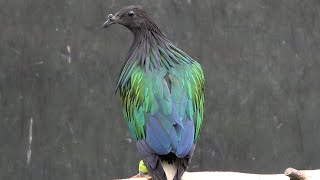 Nicobar Pigeon [upl. by Neall]