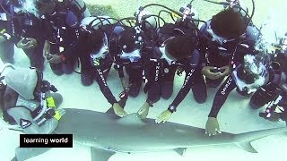 Strong Women Christina Zenato  The Shark Whisperer Learning World S4E24 33 [upl. by Eissat]