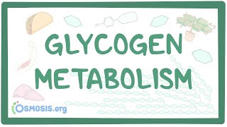 Glycogen metabolism [upl. by Ethel]