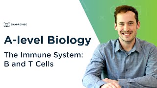 The Immune System B and T Cells  Alevel Biology  OCR AQA Edexcel [upl. by Udall]