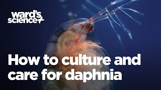 Caring and Culturing for Daphnia [upl. by Ibot]