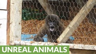 Rescued baby monkey throws temper tantrum when caretaker leaves [upl. by Melborn]