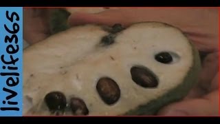 How toEat Cherimoya [upl. by Alfie]