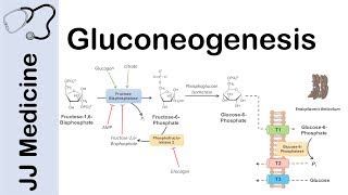 Gluconeogenesis Pathway Overview Enzymes CoFactors and Precursors [upl. by Blanchard87]