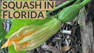 Watch This BEFORE You Plant Squash [upl. by Carmelo]