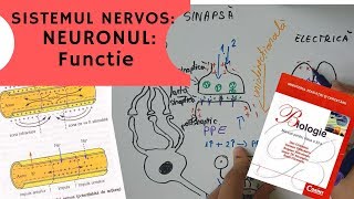 ADMITERE MEDICINA SISTEMUL NERVOS 2 NEURONUL Functie [upl. by Mohsen]