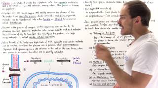 Introduction to Glucose Metabolism [upl. by Jallier342]