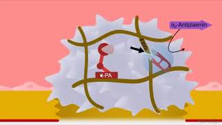 Fibrinolytics Pharmacology [upl. by Nevah]